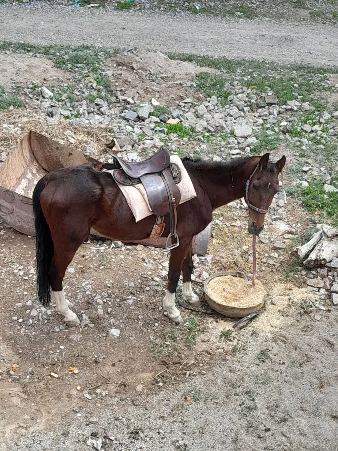 اسب|اسب و تجهیزات اسب‌سواری|قهستان, |دیوار