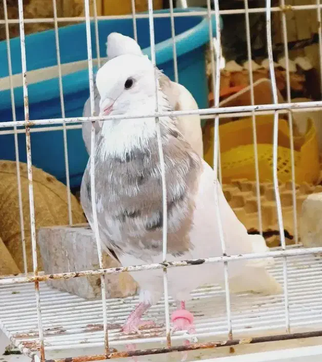 طوقی|حیوانات|آبادان, |دیوار