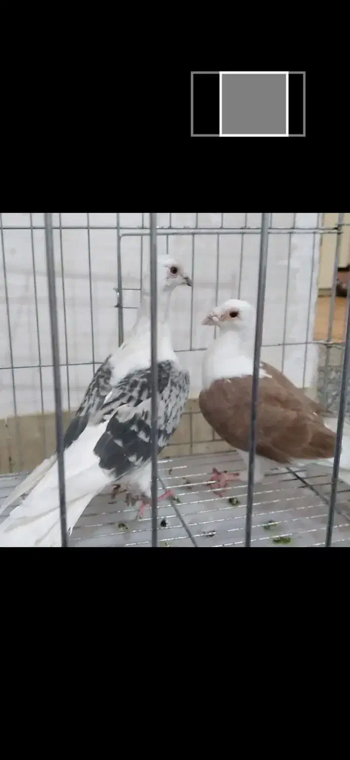 کبوتر نر وماده دوکت المانی|پرنده|بروجرد, |دیوار