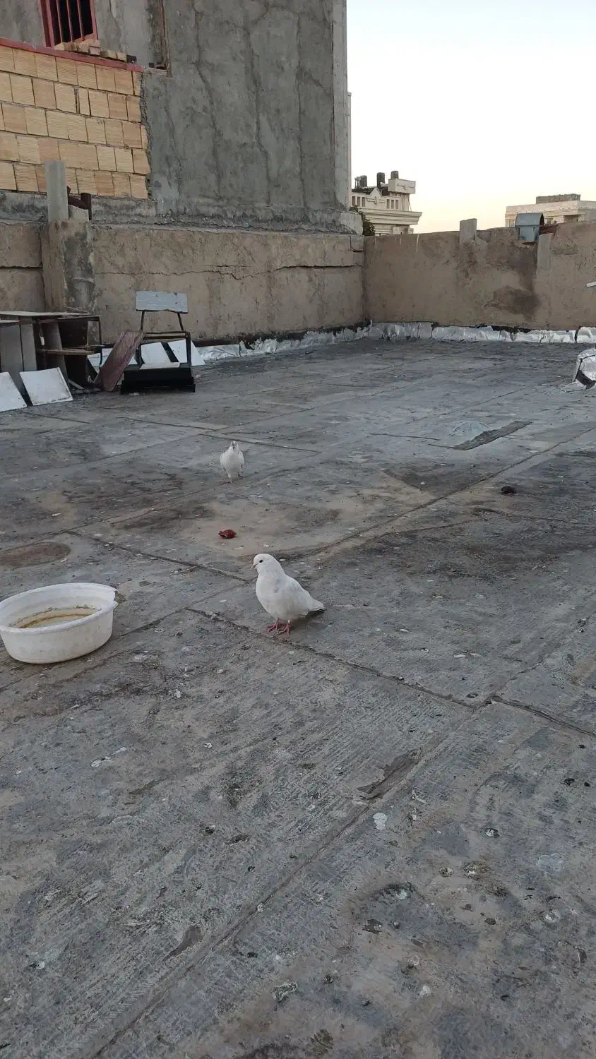 کبوتر پرشی۱۵۰|پرنده|خوی, |دیوار