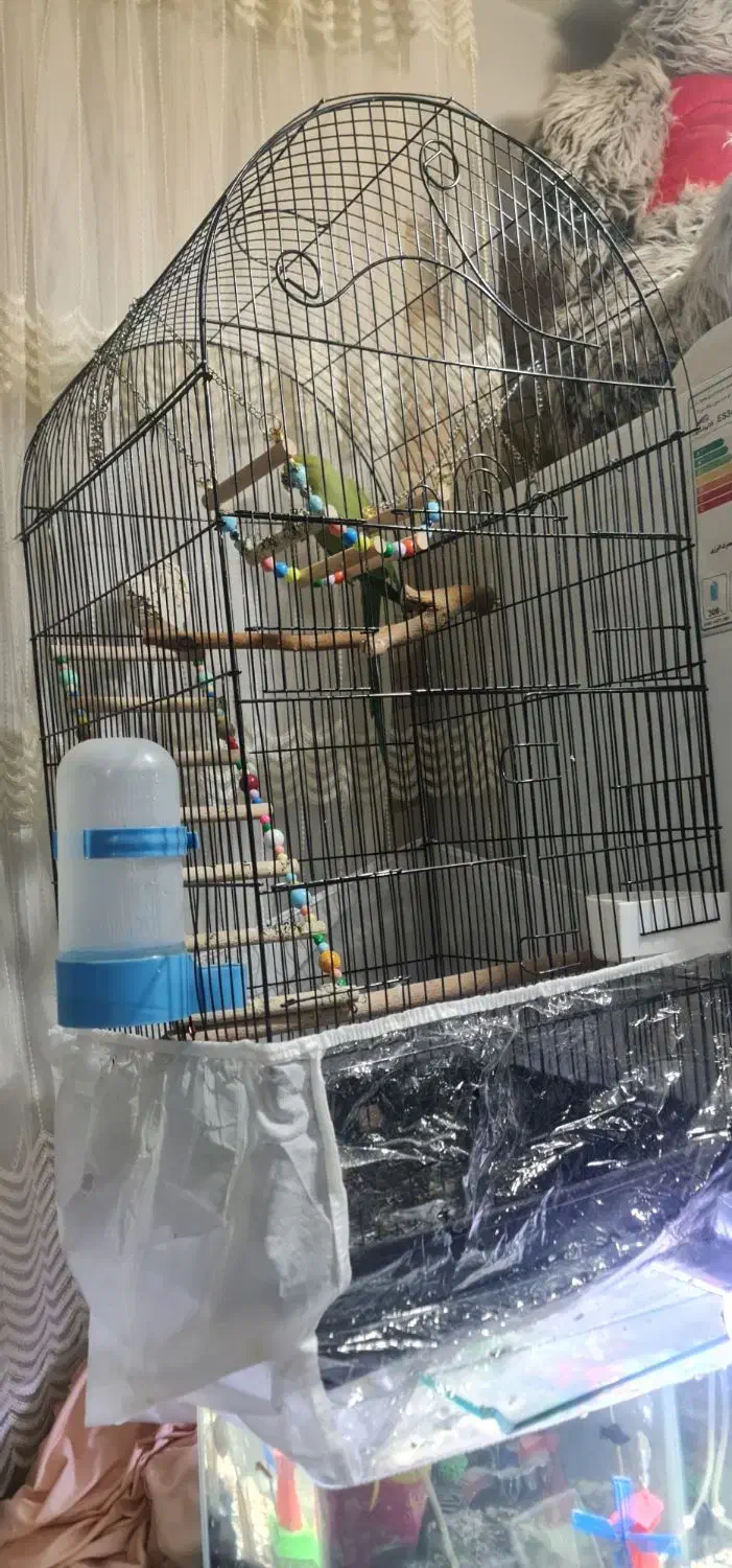 طوطی ملنگو با قفس و لوازم نژاد دار (پاکستانی)|پرنده|تهران, جوادیه|دیوار