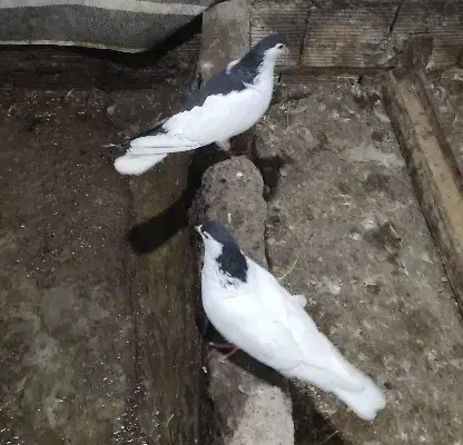 شامی وساده چپ و خال سر|پرنده|علیآباد کتول, |دیوار