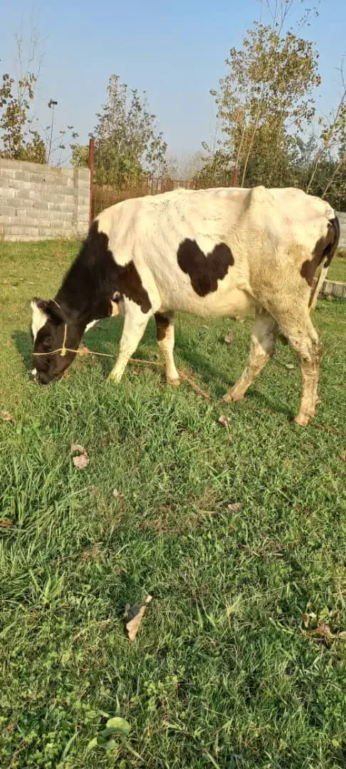 گاوهلشتاین|حیوانات مزرعه|آستانه اشرفیه, |دیوار