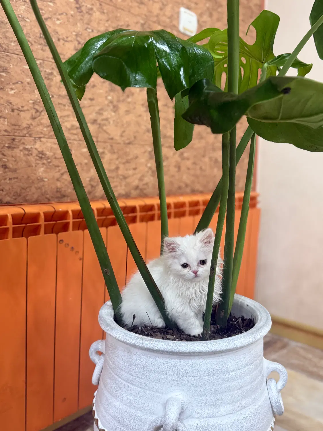 گربه|گربه|ارومیه, |دیوار
