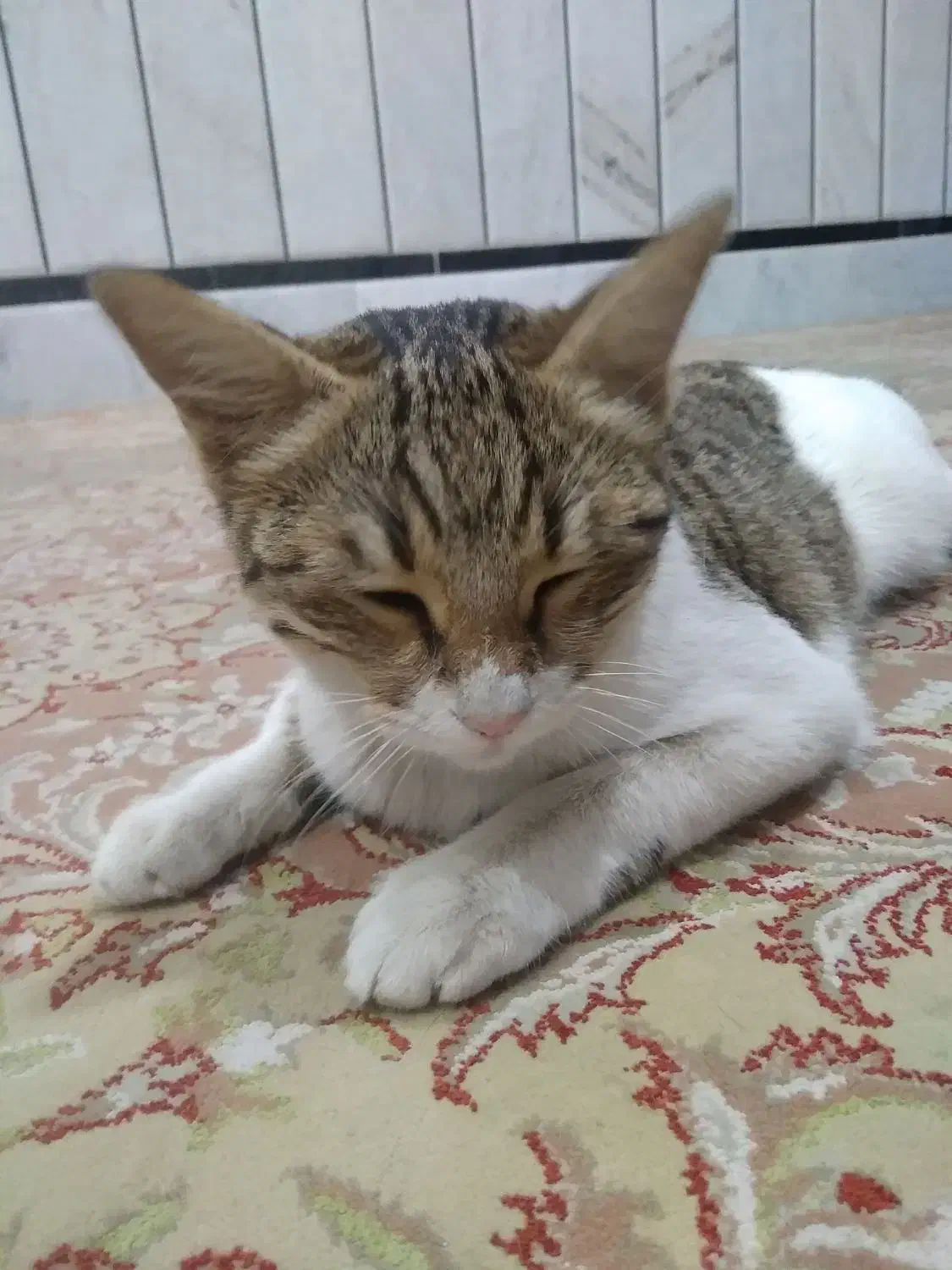 واگذاری گربه|گربه|زاهدان, |دیوار