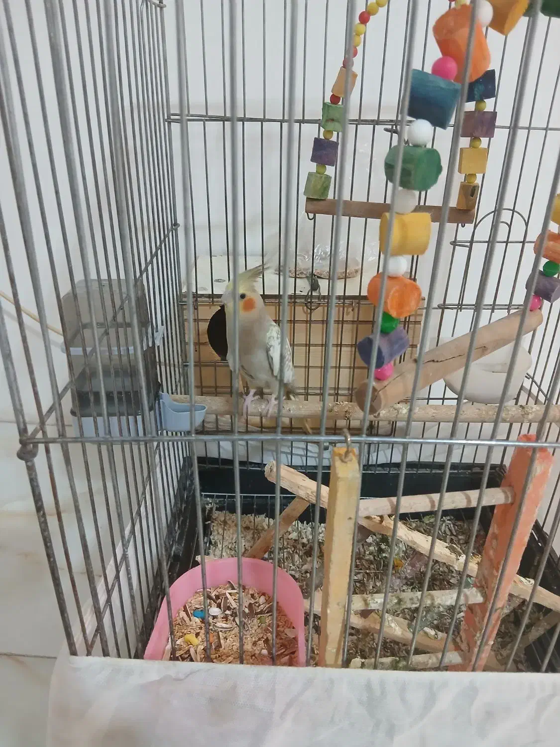 عروس هنلدی|پرنده|قدس, شهر‌قدس|دیوار