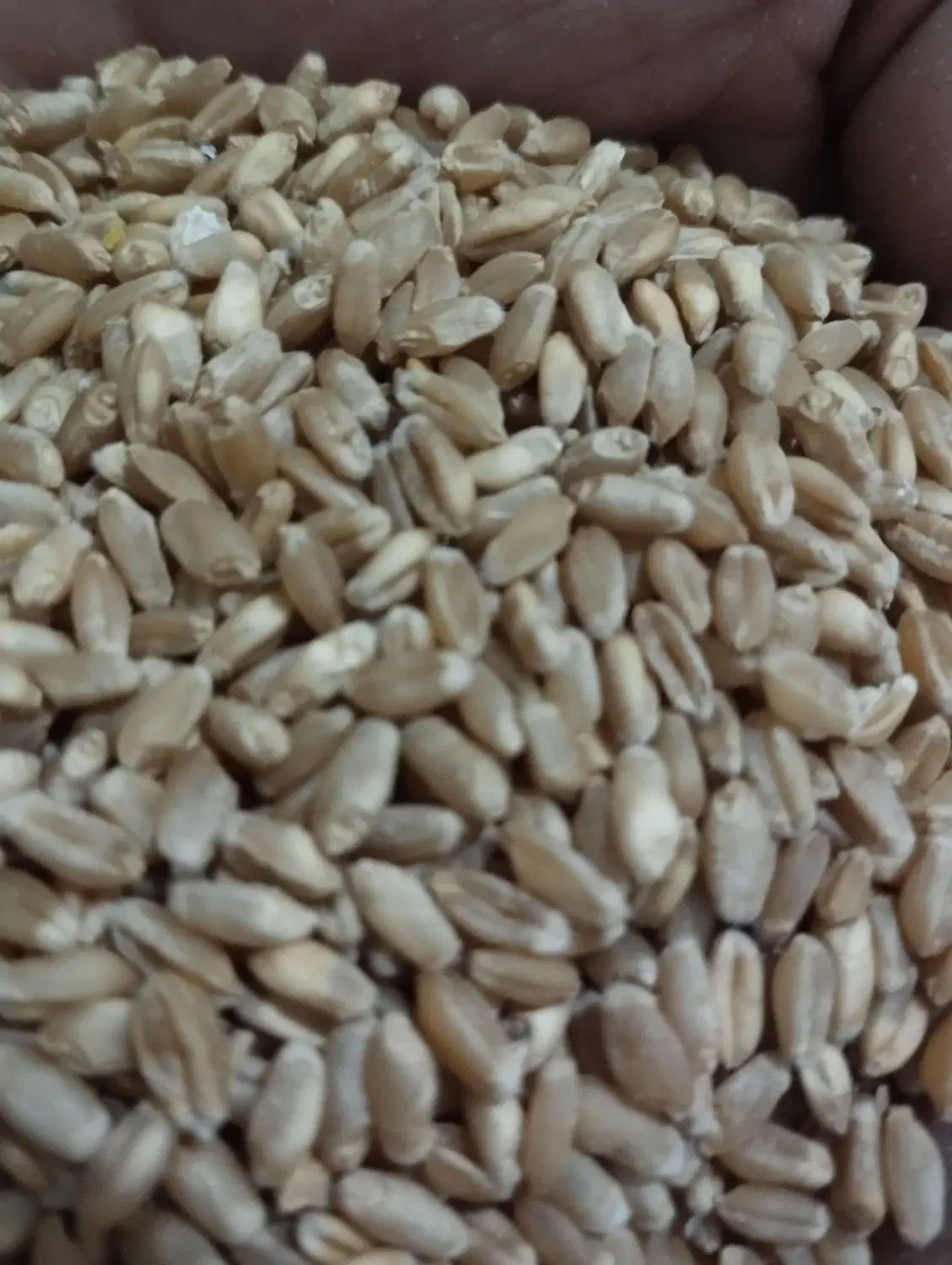 گندم|خدمات باغبانی و درختکاری|دهلران, |دیوار