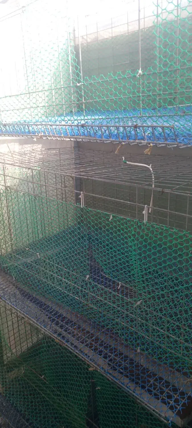 قفس مرغ و بلدرچین|لوازم جانبی حیوانات|رشت, جانبازان|دیوار