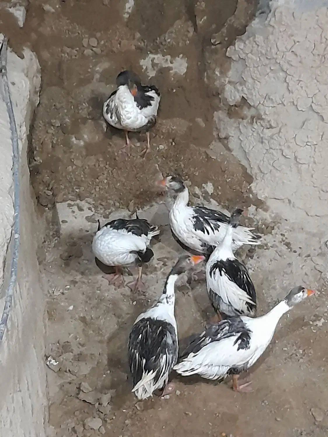 غاز محلی تخم گذار بالغ|حیوانات مزرعه|صباشهر, |دیوار