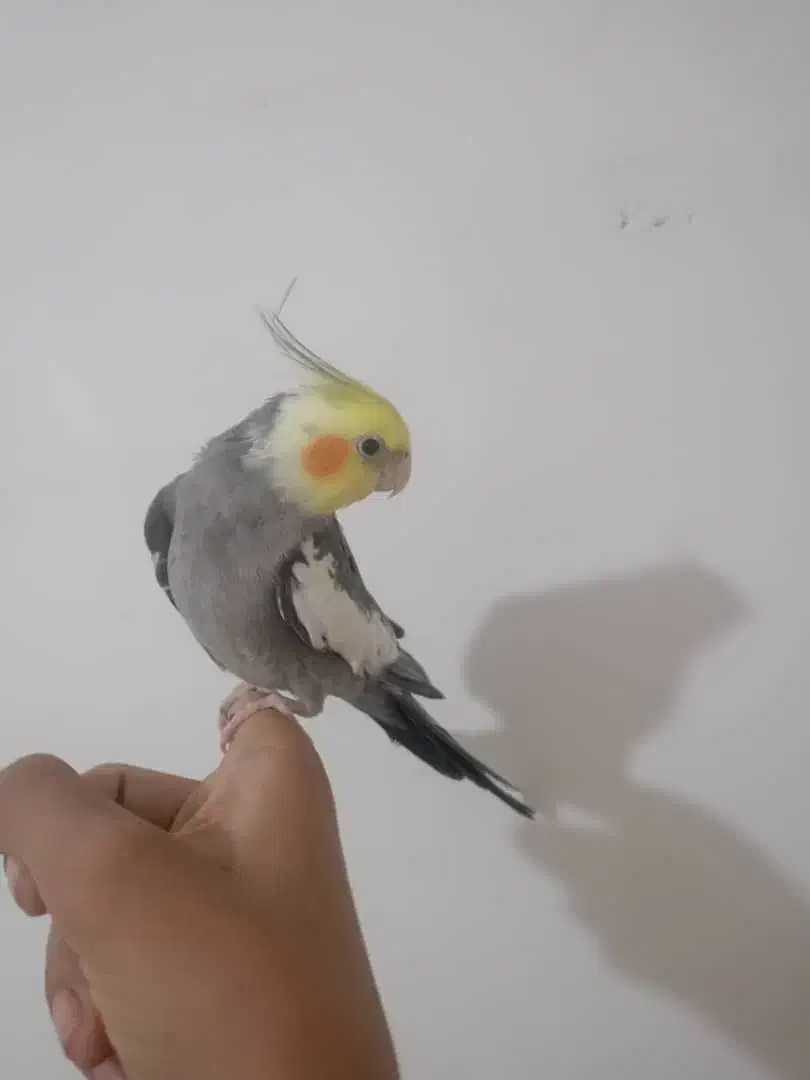 یک عدد جفت عروس پاریس  سرحال و ریتم خون|پرنده|اهواز, کیانشهر|دیوار