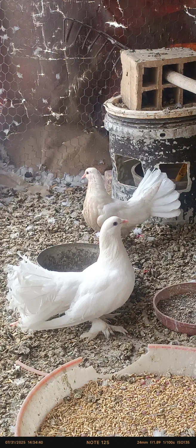 کبوتر دمچتری|پرنده|ورزنه, |دیوار