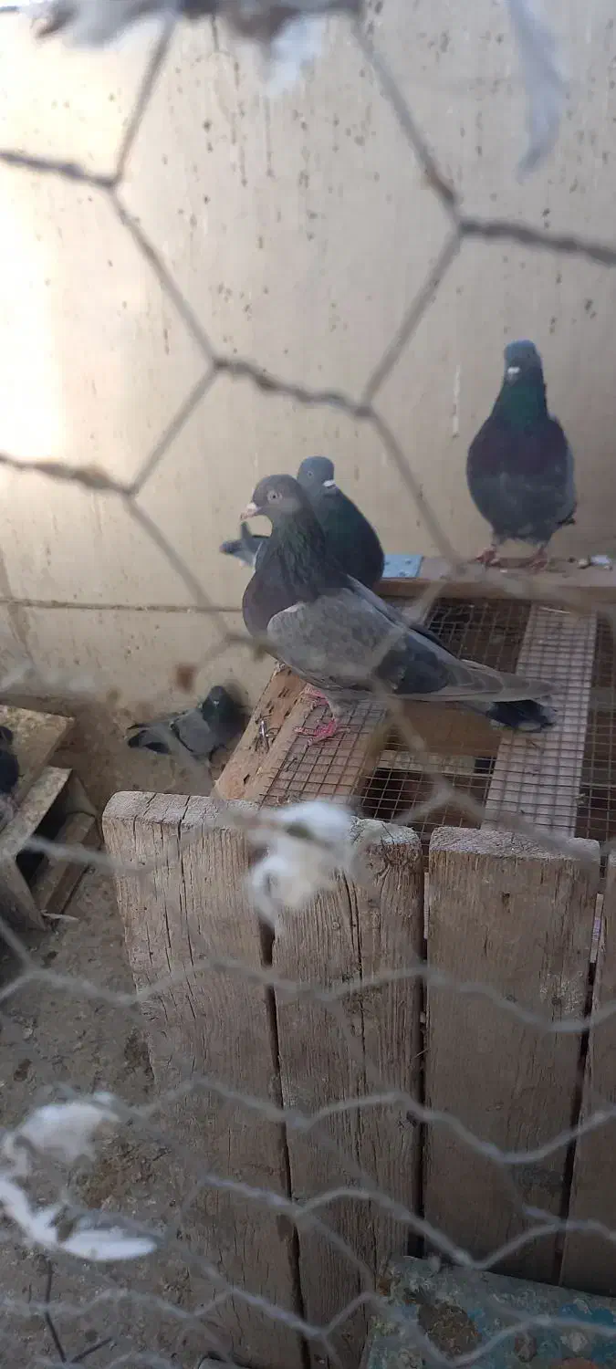 بوم کبوتر پر|پرنده|بروجن, |دیوار