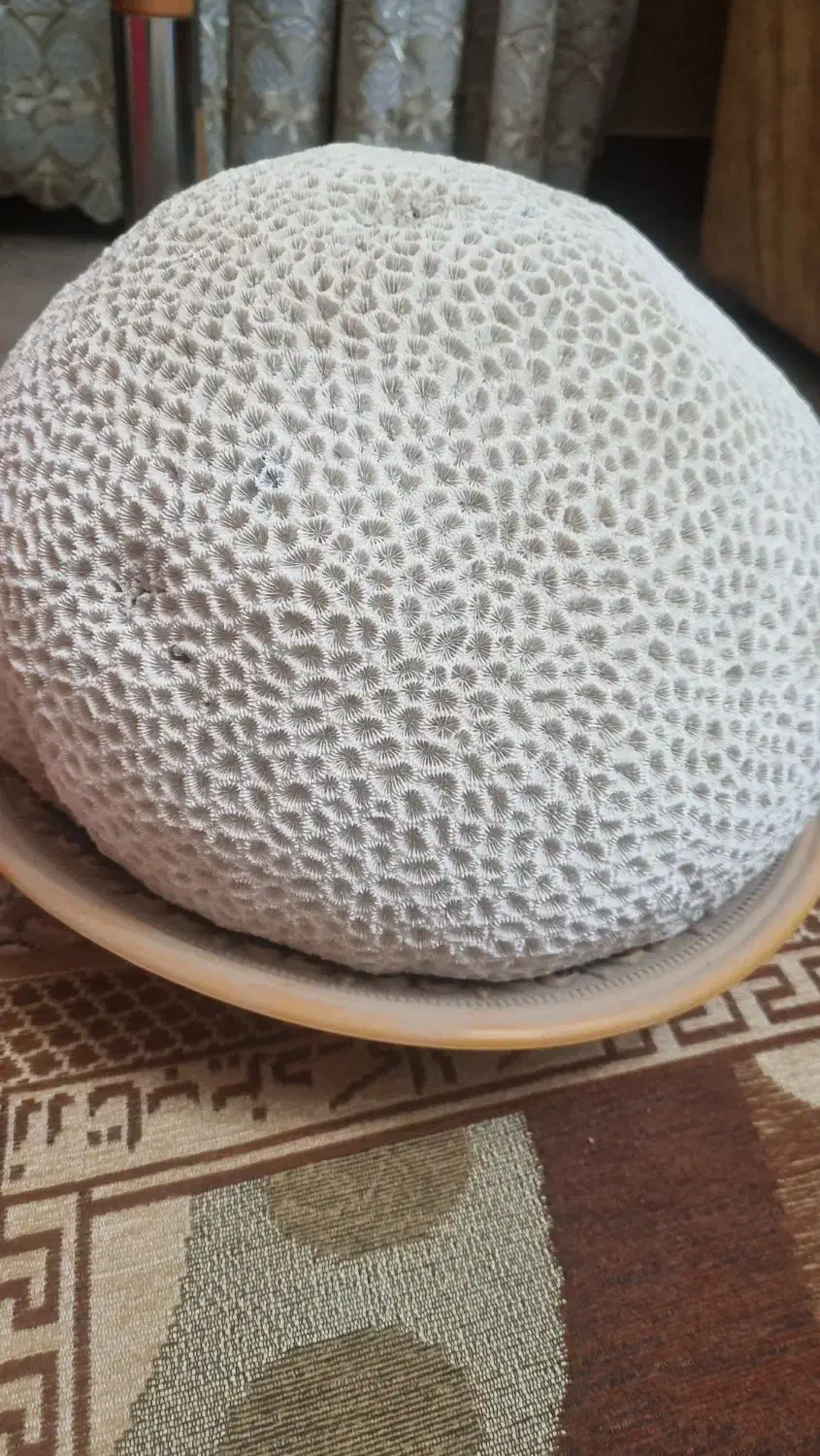 سنگ دریایی بزرگ|کلکسیون اشیاء عتیقه|شاهینشهر, خانه کارگر|دیوار