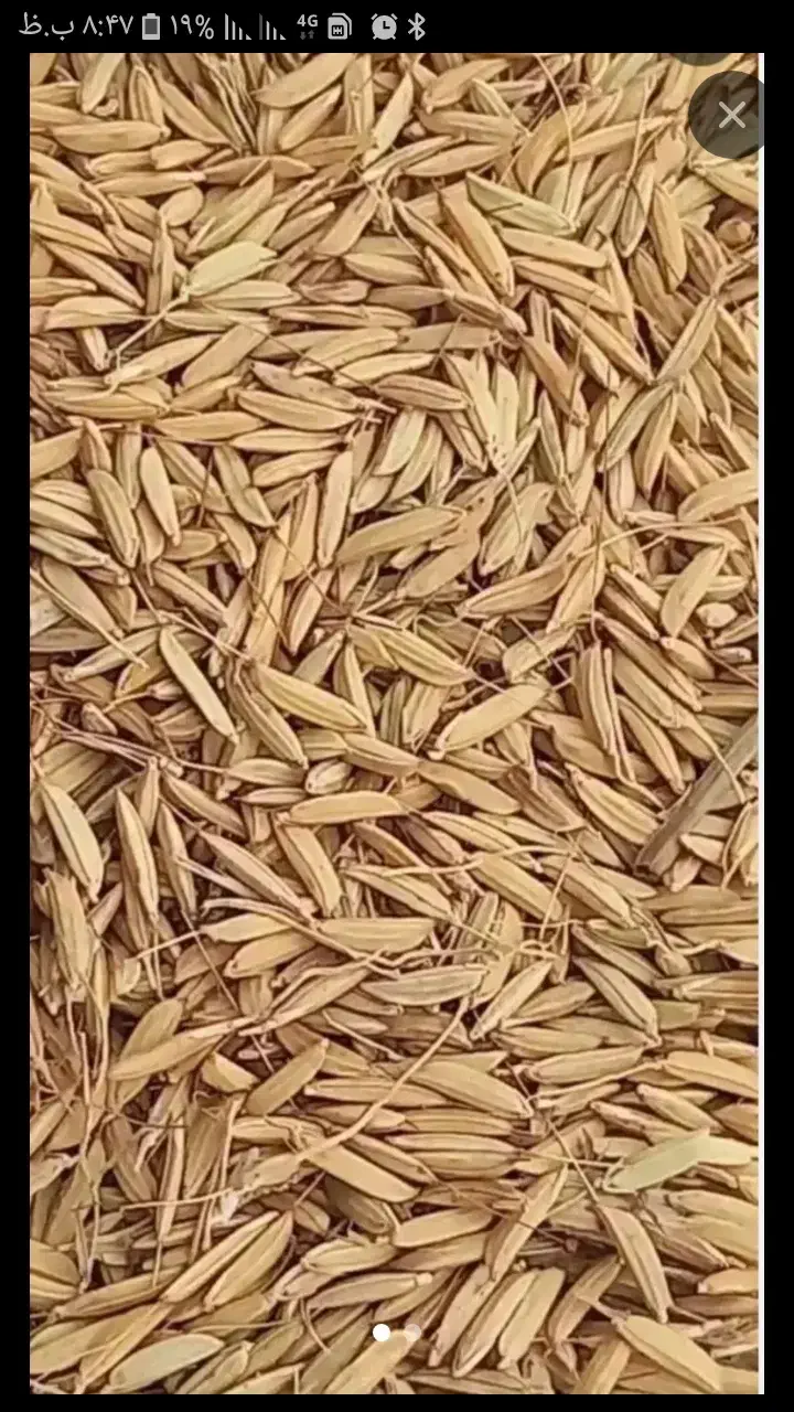 جوهاشمی حدودسه تن|خوردنی و آشامیدنی|رشت, بیجارپس|دیوار