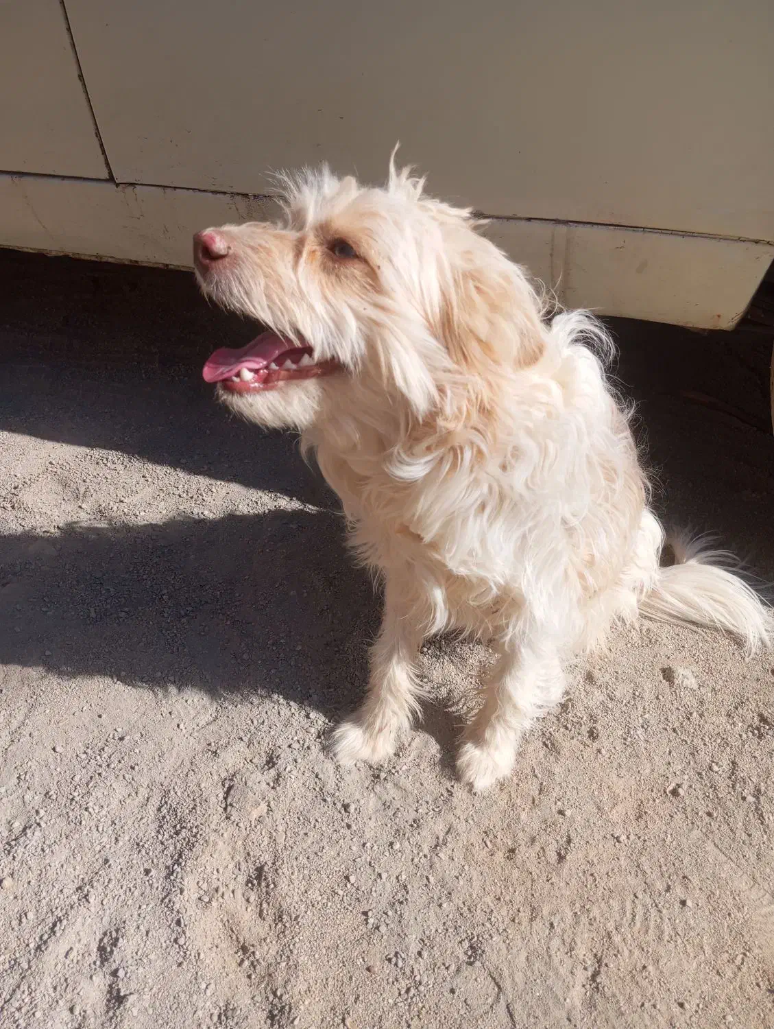 سگ آپارتمانی|سگ|حمیدیا, |دیوار