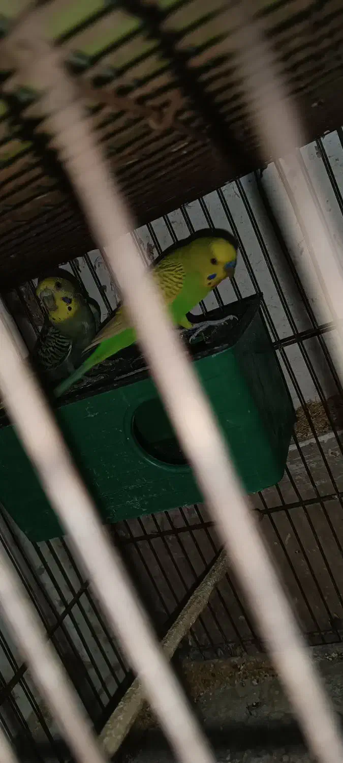 فروش تعدادی فنچ و مرغ عشق|پرنده|فردیس, فرامرزیه|دیوار