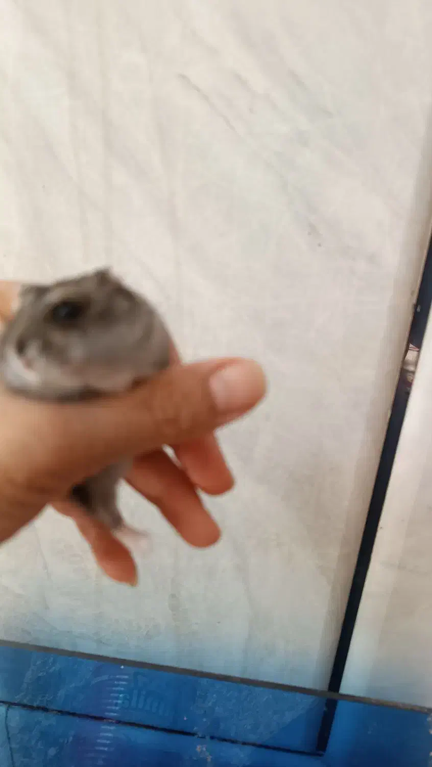 همستر کمپل کوچولو موچول|موش و خرگوش|لنجان, |دیوار