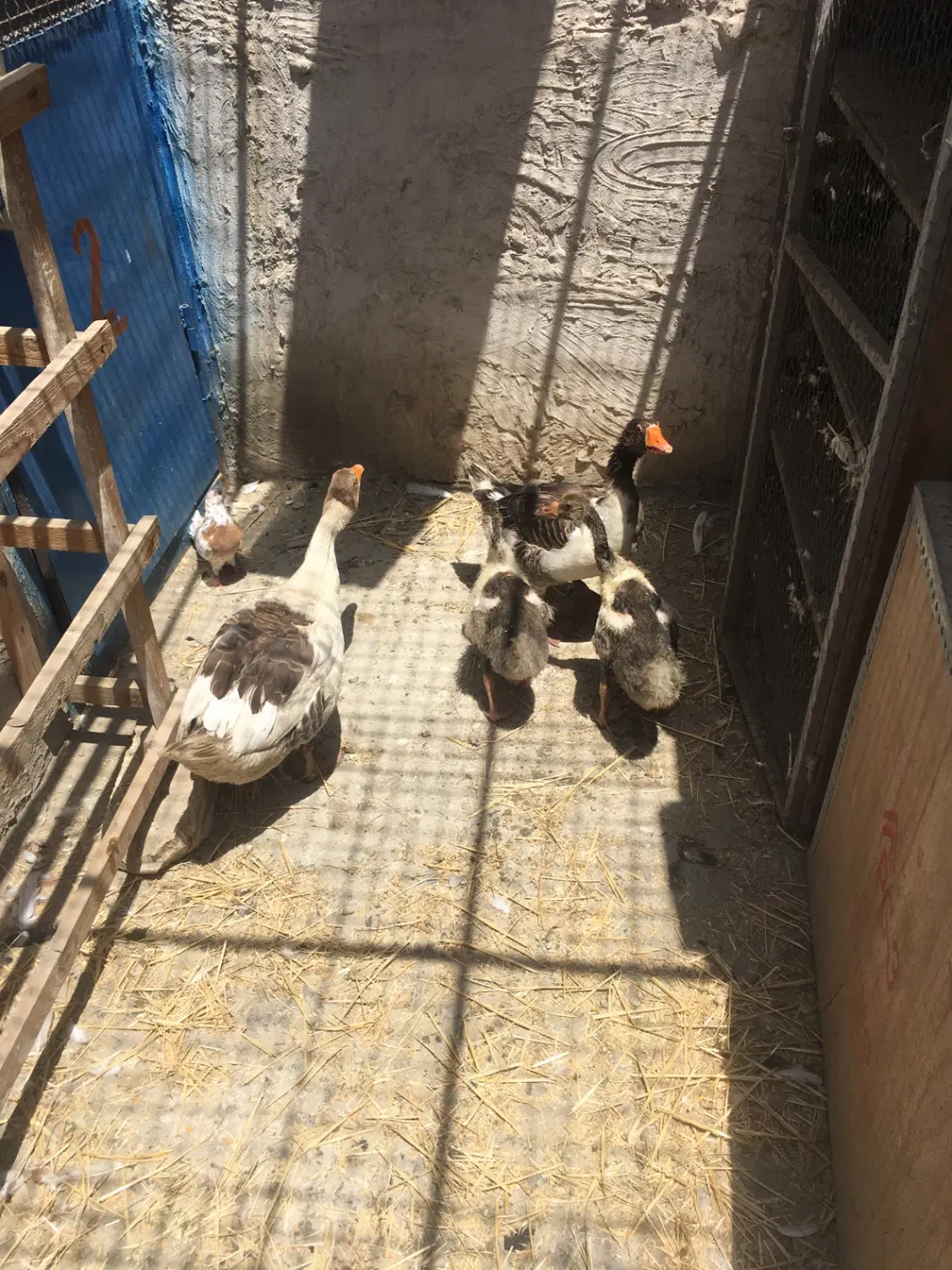 غاز|حیوانات مزرعه|چهاردانگه (تهران), |دیوار