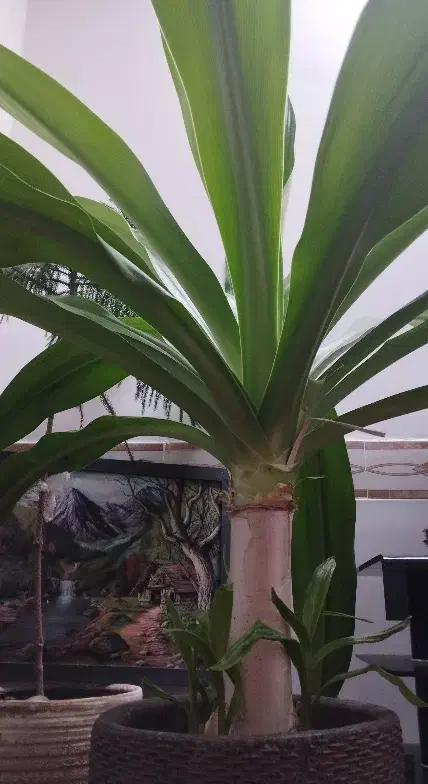 گل ذرتی|گل و گیاه طبیعی|جهرم, |دیوار