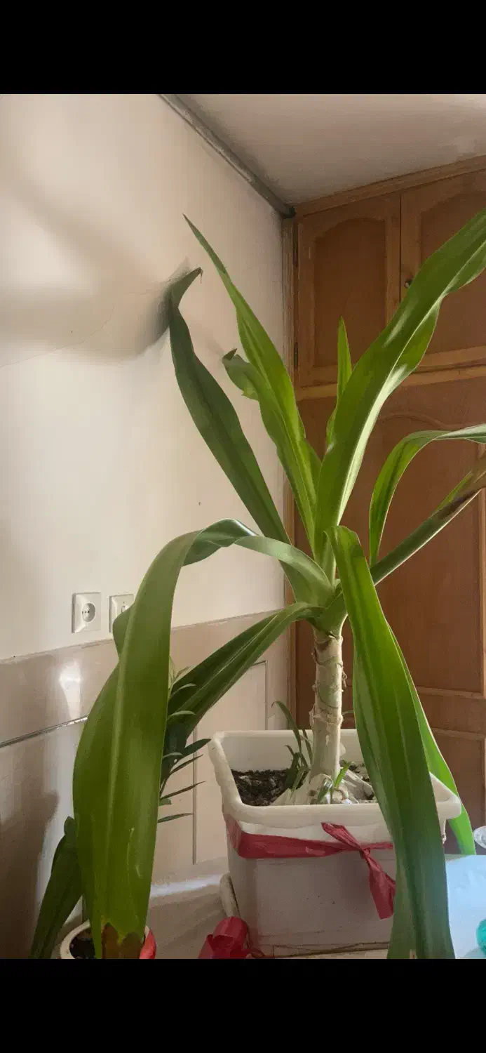 گل اشک ملکه قیمت مناسب|گل و گیاه طبیعی|اصفهان, کارلادان|دیوار