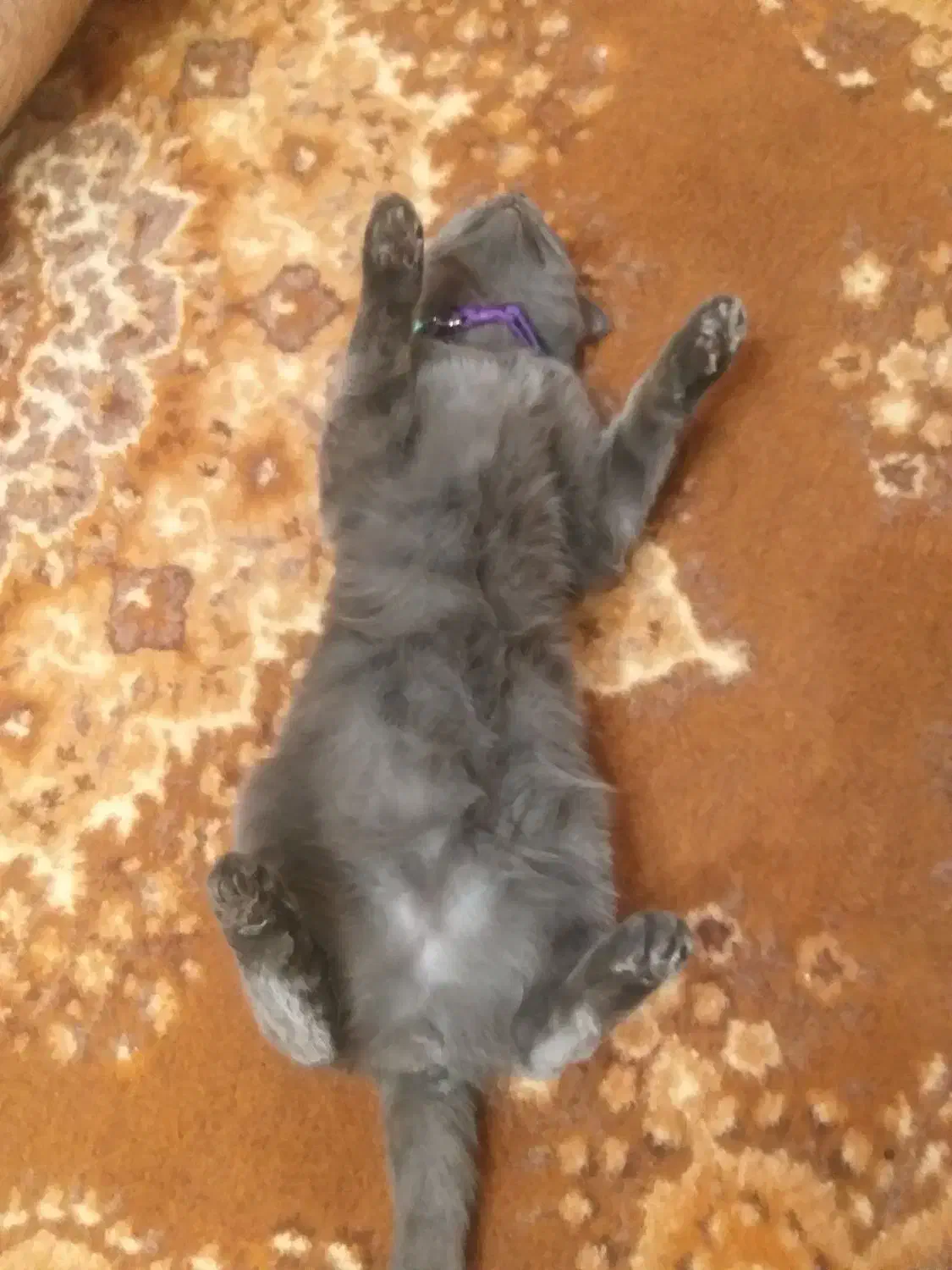 گمشده|حیوانات|یزد, |دیوار