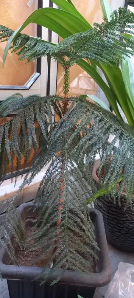 گل وگیاه|گل و گیاه طبیعی|قهدریجان, |دیوار