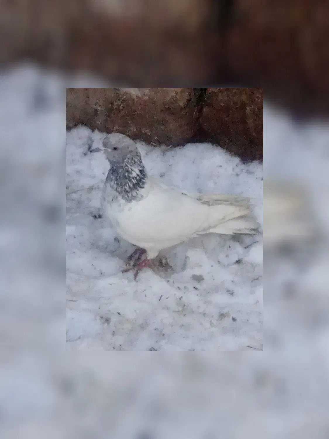 کفتر‌|پرنده|سراب, |دیوار