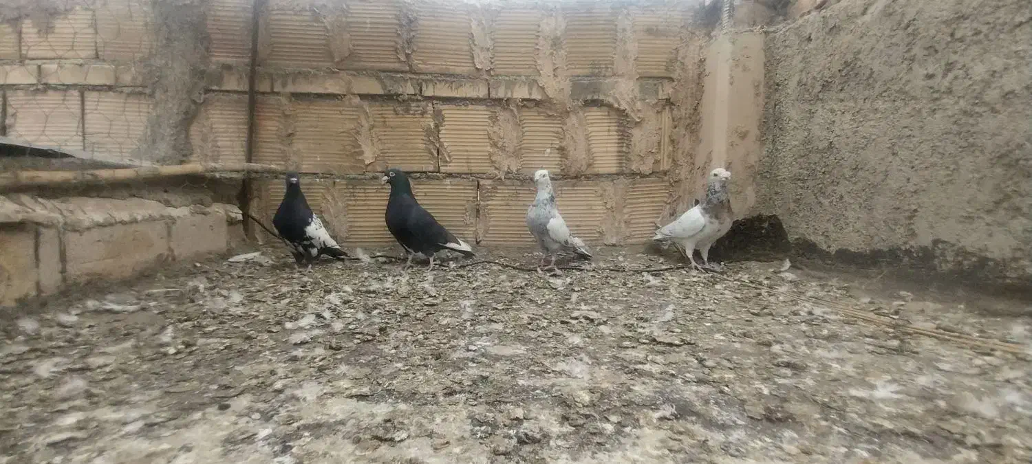 سرور دورگ دم سفید|پرنده|لنجان, |دیوار