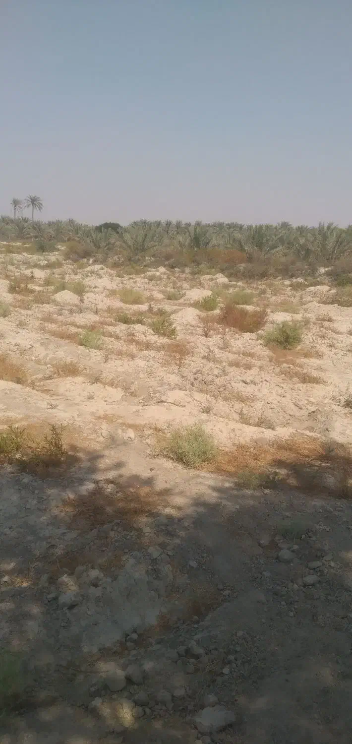 دوهکتارزمین کشاورزی درسعدآباد|فروش دفتر صنعتی، کشاورزی، تجاری|سعدآباد, |دیوار