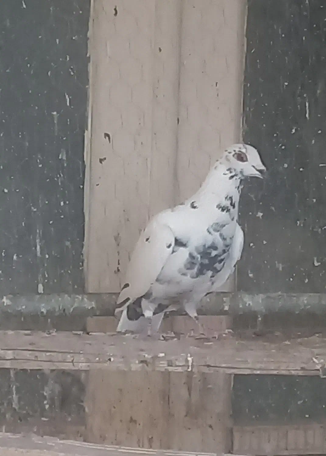 کبوتر گلی|پرنده|آباده, |دیوار