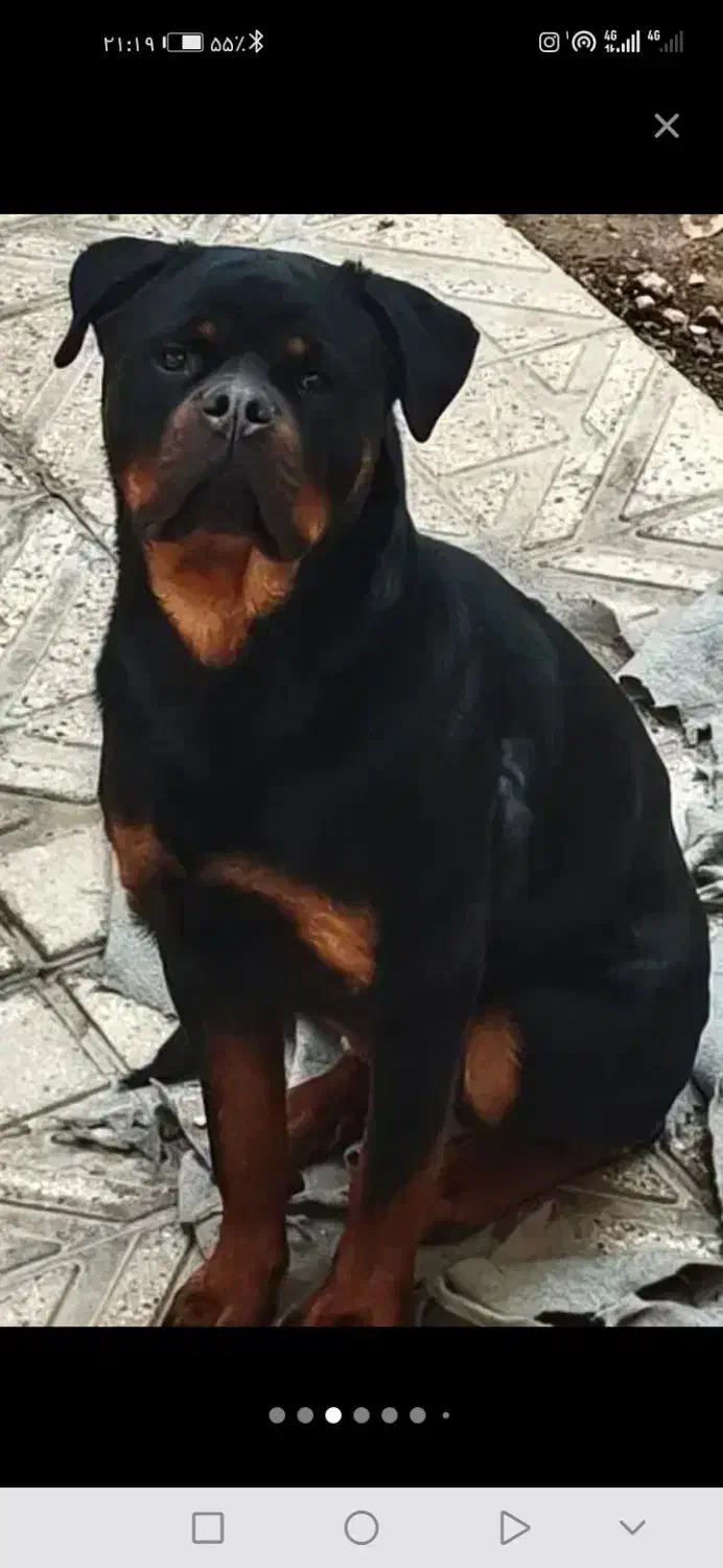 سگ رودفایلر|سگ|رودهن, |دیوار