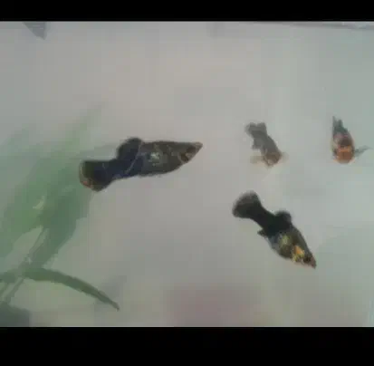 مولی پاندا|ماهی|سلماس, |دیوار