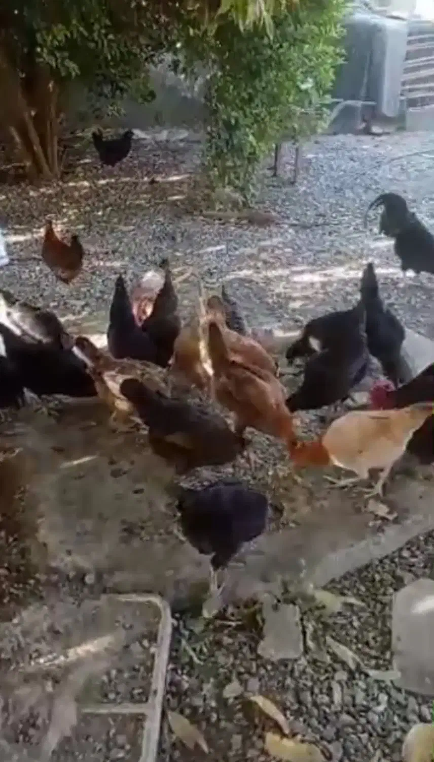 محلی اصل|حیوانات مزرعه|رودخانه, |دیوار