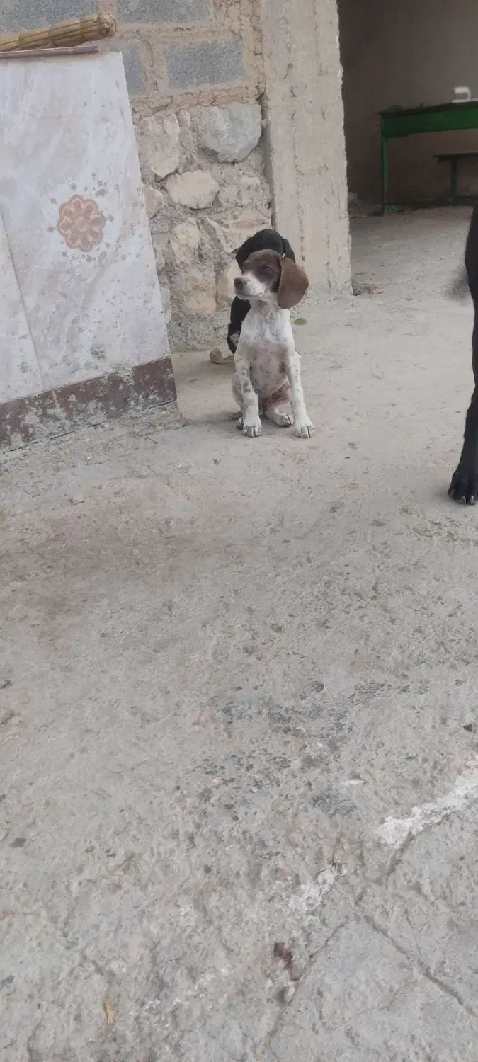 توله دنبلانی|سگ|گلی داغ, |دیوار