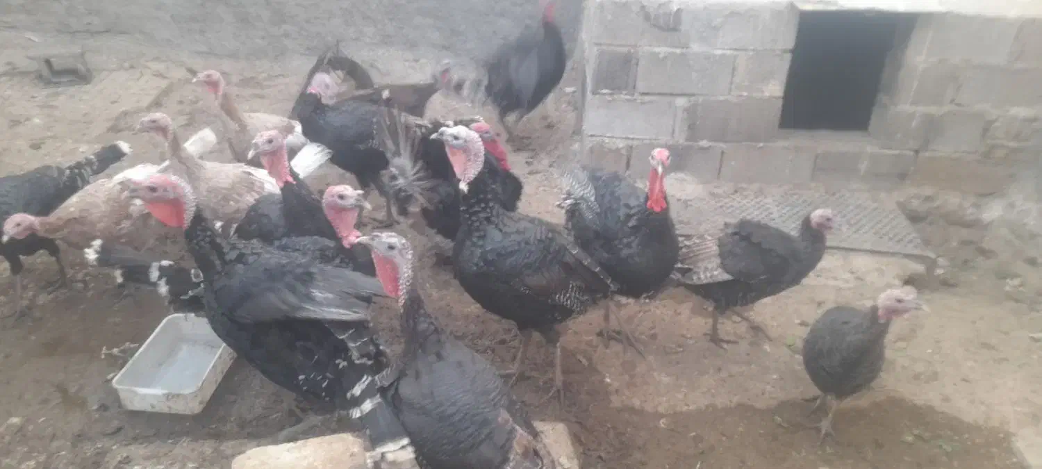 فروش بوقلمون|حیوانات مزرعه|شیراز, سعدیه شمالی|دیوار