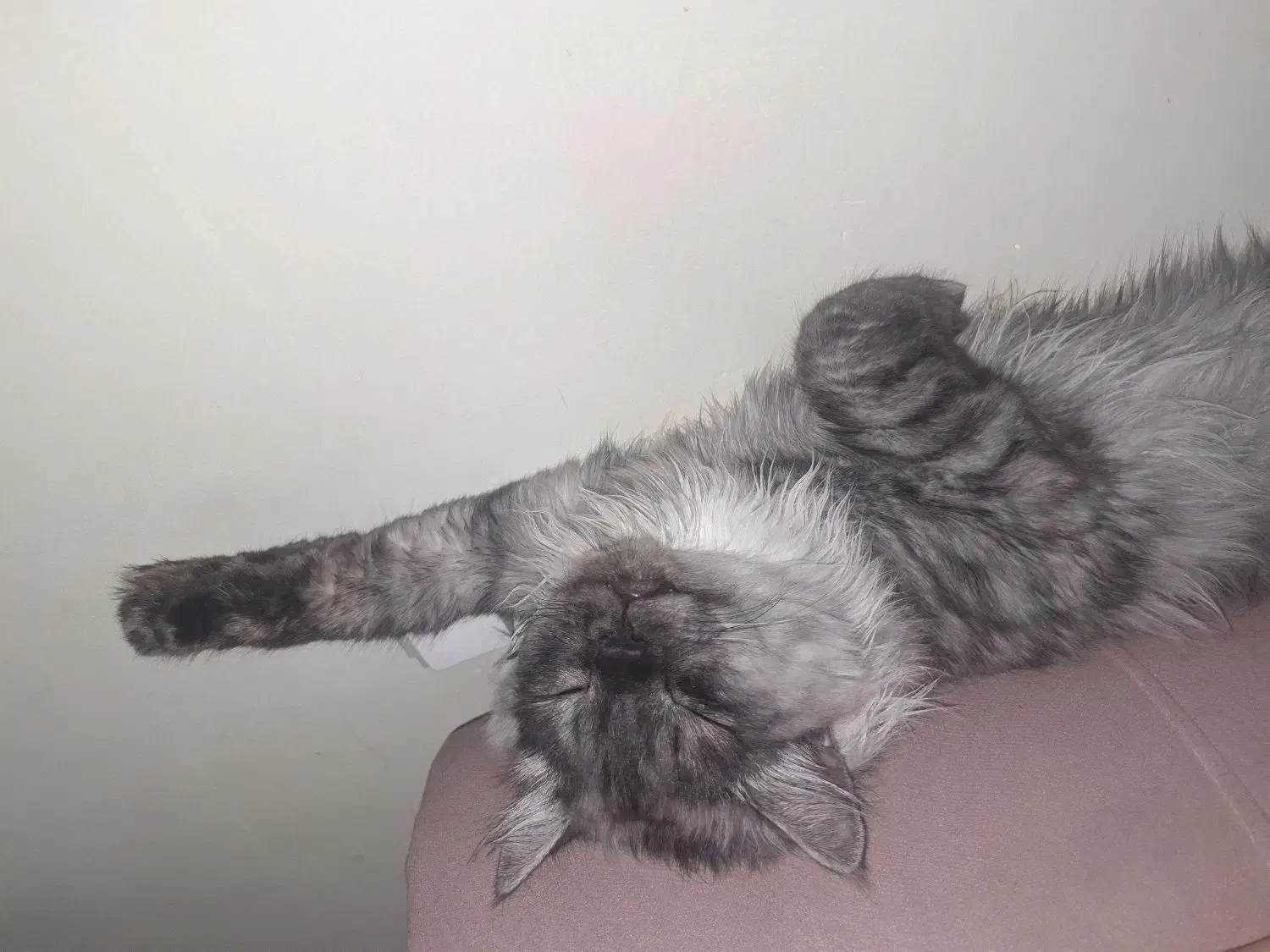 واگذاری گربه|گربه|گرگان, |دیوار