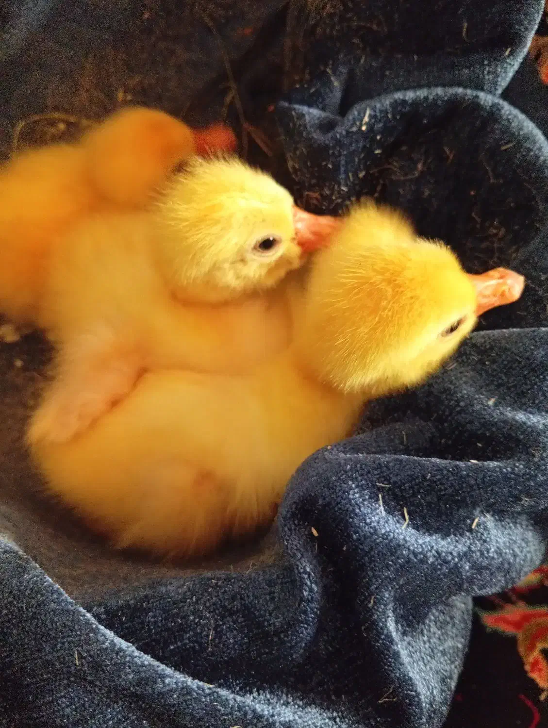 جوجه قوغاز|حیوانات مزرعه|زابل, |دیوار