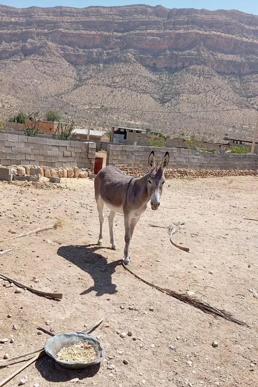 فروش الاغ|حیوانات مزرعه|طسوج, |دیوار