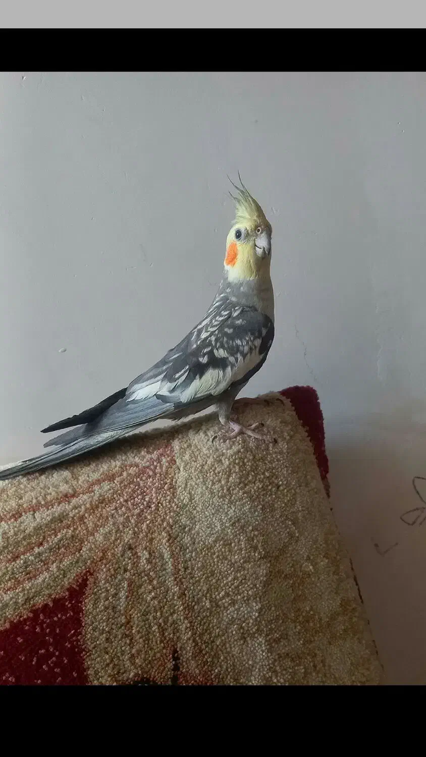 عروس هلندی نر گلباقالی|پرنده|سنقر, |دیوار