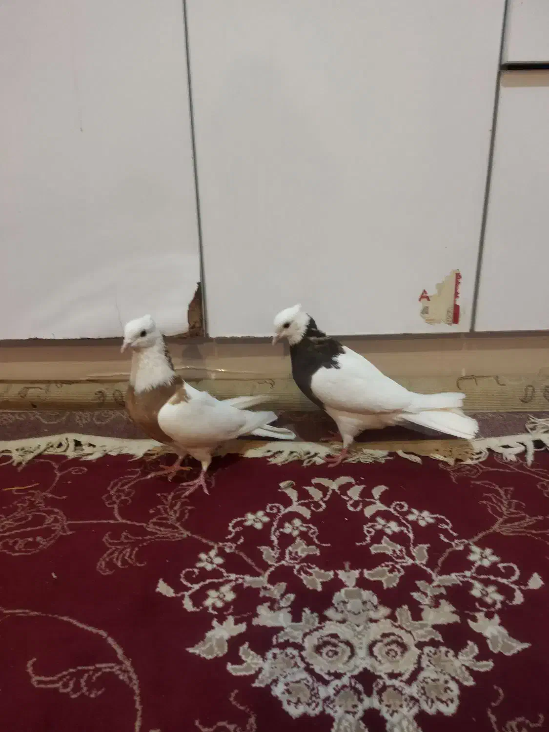 دوتا ماده طوقی بدون خطا|پرنده|خرم‌آباد, |دیوار