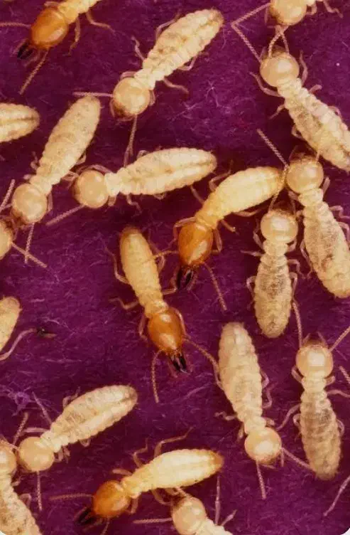 سم پاشی، سمپاشی سوسک، ساس، بید فرش، کنه کبوتر|خدمات نظافت|شیراز, قصرالدشت|دیوار