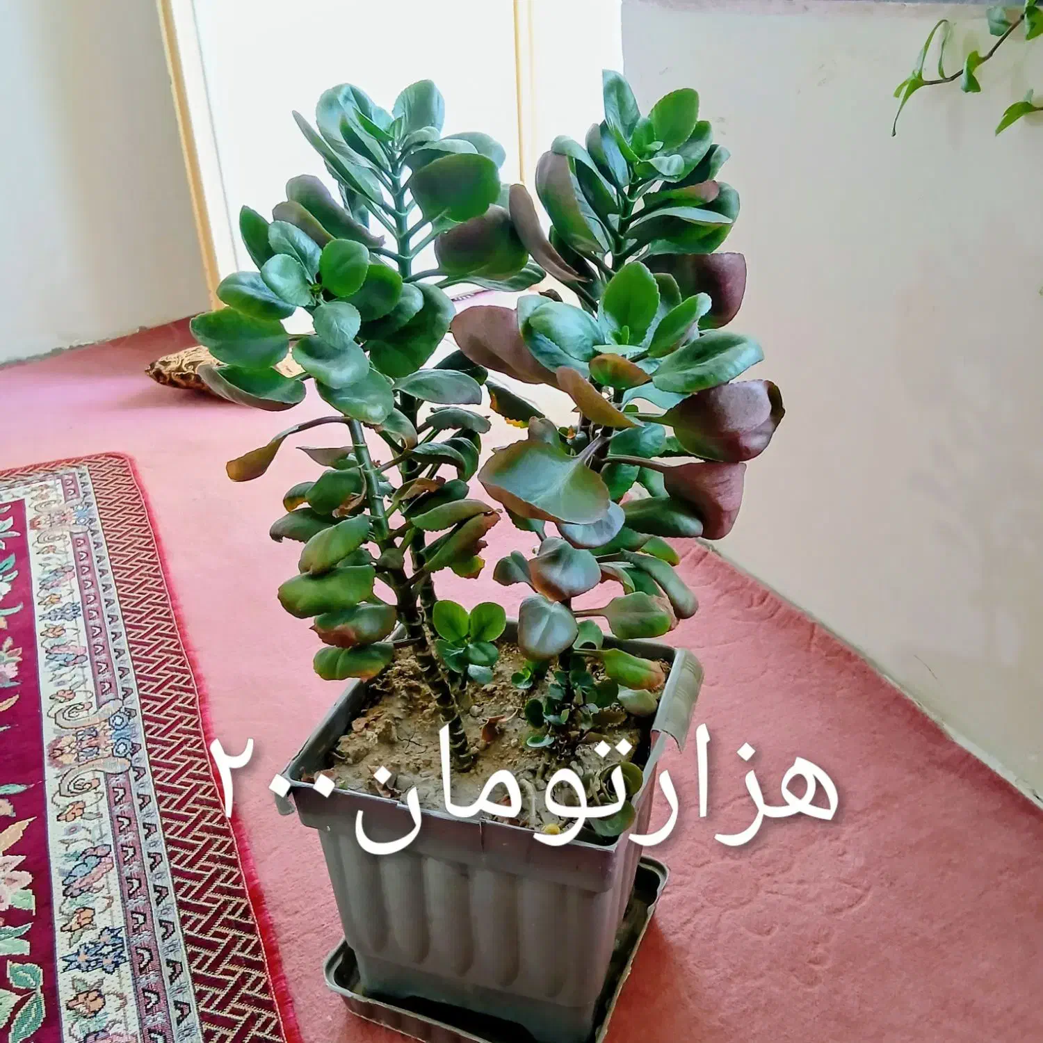 گلطبیعی|گل و گیاه طبیعی|اهر, |دیوار