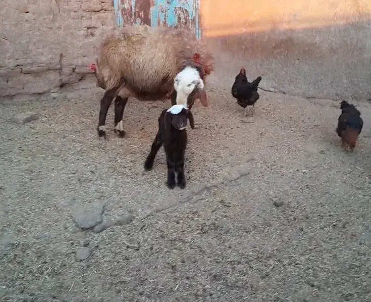 میش زاید و بز زایده و میش ابستن|حیوانات مزرعه|نیشابور, شهرآرا|دیوار