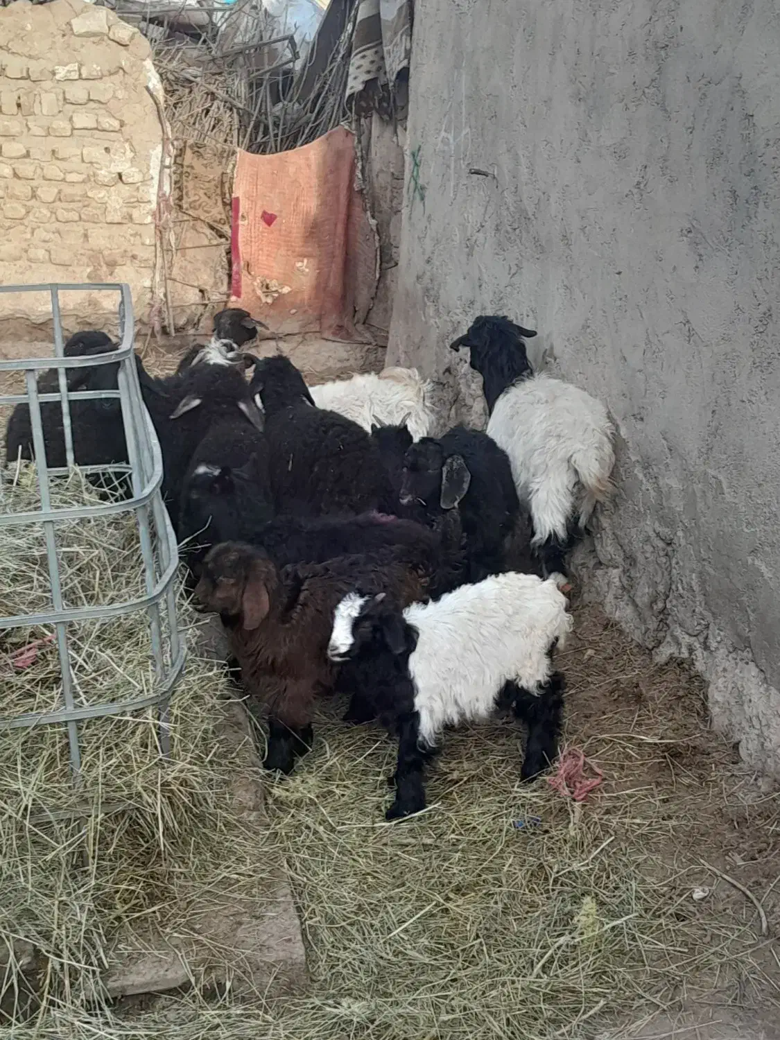 6راس بره 7راس بزغاله قیمت روهم بزغاله وبره6/800|حیوانات مزرعه|سجاس رود, |دیوار