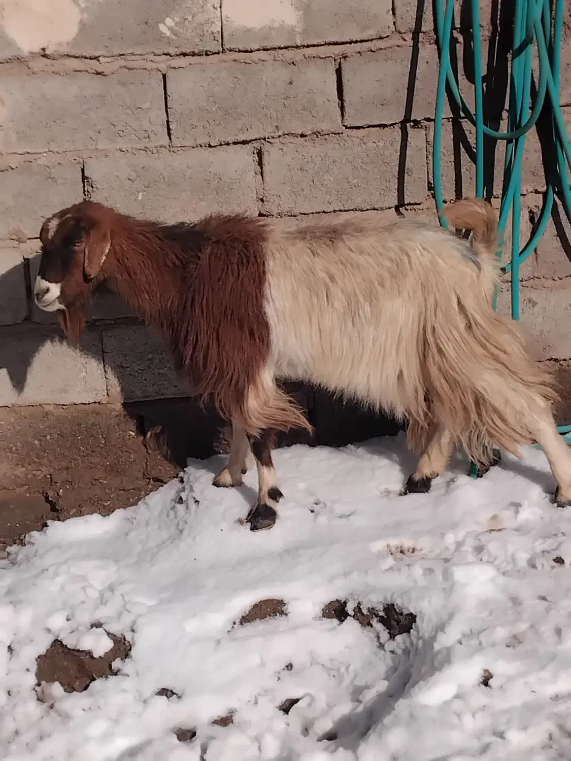 بزچاق جوان  شش نهصد|حیوانات مزرعه|تایباد, |دیوار