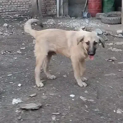 پژدر مخصوص خاص پسند|سگ|گرگان, |دیوار