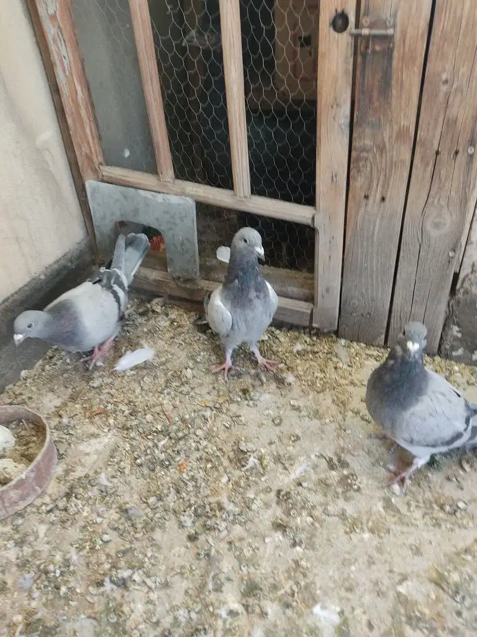 کبوتر مسافتی و پلاکی وکله دم سبز|پرنده|فردیس, شهرک شهید حسینی|دیوار