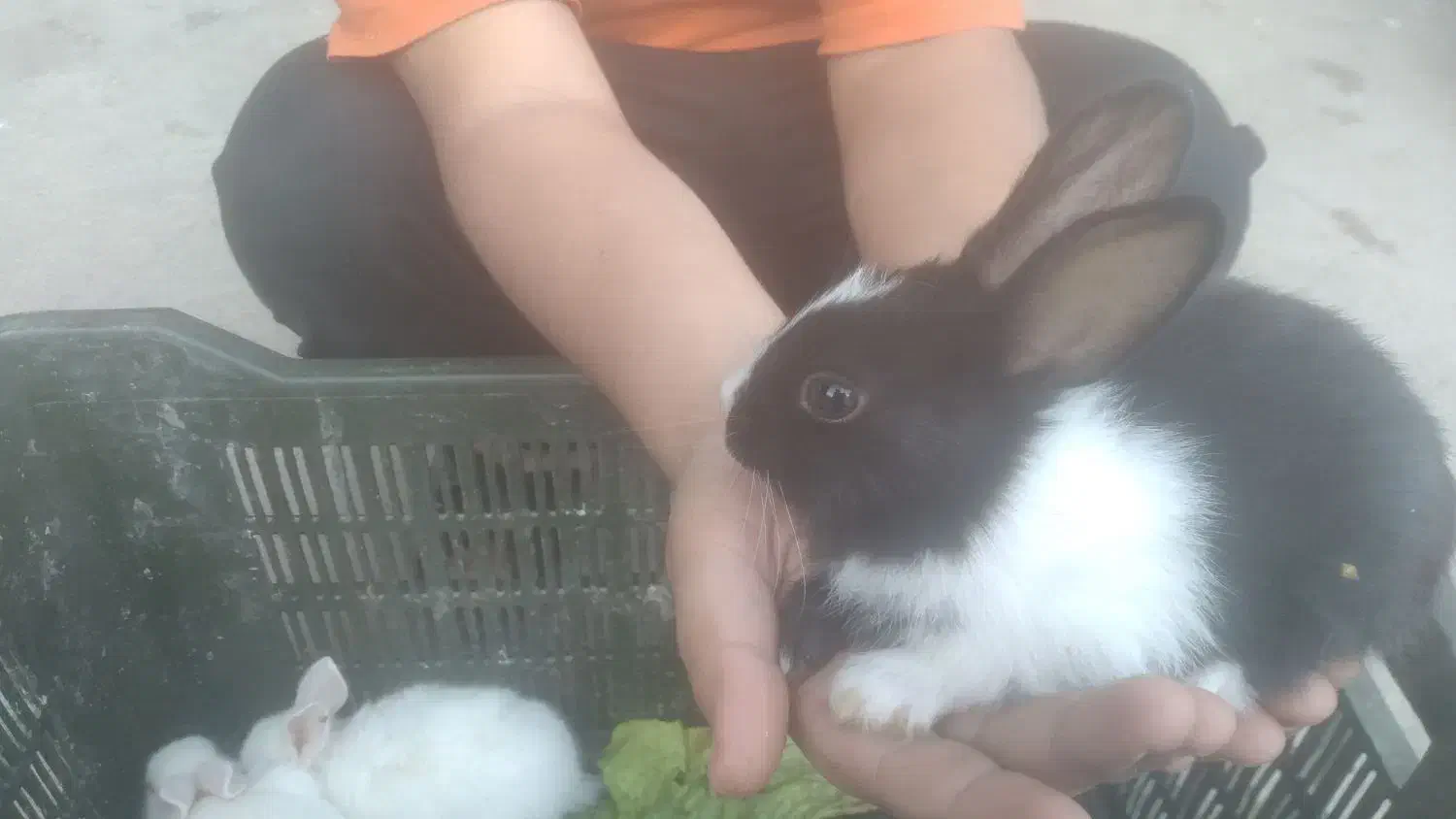 خرگوش کوچک|موش و خرگوش|شوشتر, |دیوار