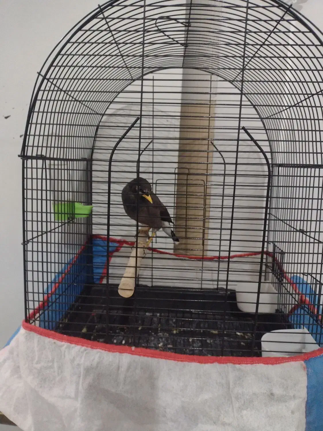 یک عدد مرغ مینا نر 4 ماه دستی|پرنده|بومهن, |دیوار