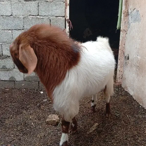 نر بز|حیوانات مزرعه|سبزوار, توحیدشهر|دیوار